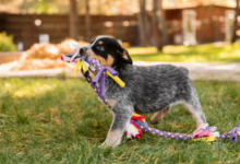 personalized puppy behavior training Arizona