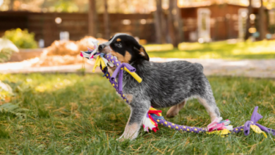 personalized puppy behavior training Arizona